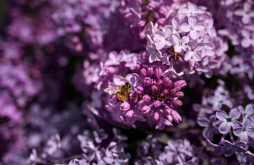 Fototapeta na wymiar A bee collects nectar from lilac flowers. Beautiful lilac. spring