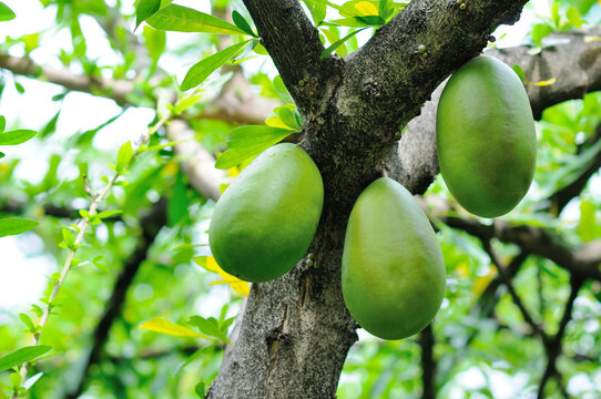 Fruit of a Calabash Tree