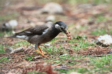 White-cheeked Starling on the ground, insect collecting