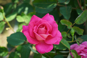 Rose Festival Rose Parade