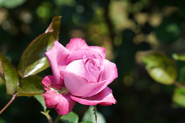 Rose Festival Rose Parade