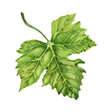 Watercolor illustration of a green vine leaf isolated on a white background. Realistic hand drawn botanical element.