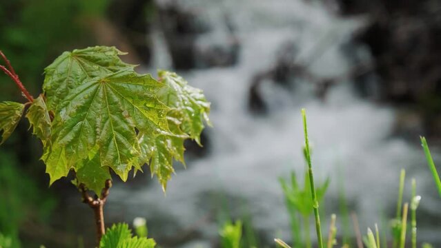 leaves of the buba tree on the background of a mountain stream