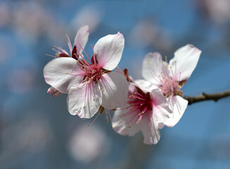 アーモンドの花