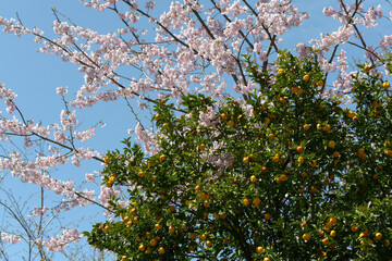 橘と八重桜