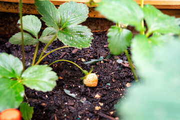 fresas 