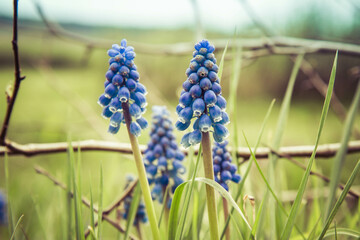 The grape hyacinth (Muscari) blooming in a field
