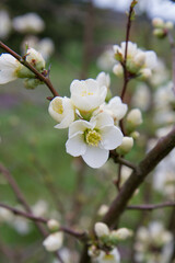 Quince flowers blooming in a garden