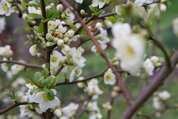 Quince flowers blooming in a garden