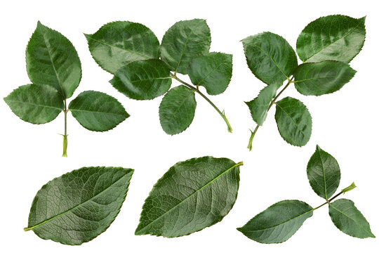 Rose leaves, isolated on white background, full depth of field