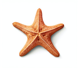 starfish isolated on white