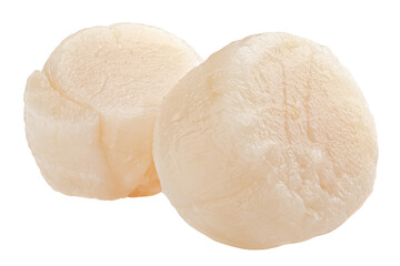scallop isolated on white background, full depth of field