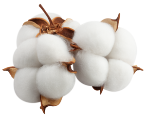 Cotton flower isolated on white background, full depth of field