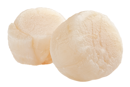scallop isolated on white background, full depth of field