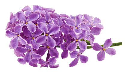 Fototapeta na wymiar lilac flower isolated on white background, full depth of field