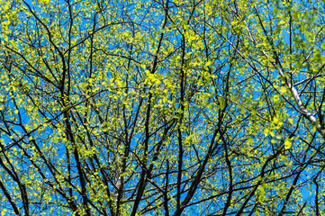 Bright sunny background of tree with first leaves at spring.