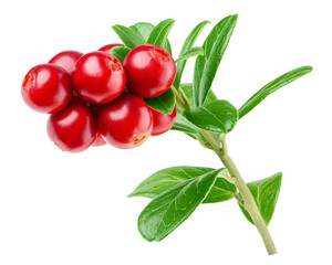 cranberry, cowberry, lingonberry, isolated on white background, clipping path, full depth of field
