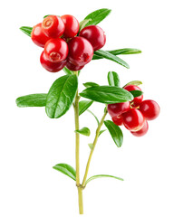 cranberry, cowberry, lingonberry, isolated on white background, clipping path, full depth of field
