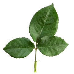 Obraz premium Rose leaves, isolated on white background, full depth of field