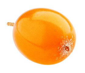 Sea buckthorn isolated on white background, full depth of field
