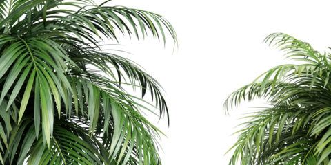 palm tree isolated on white