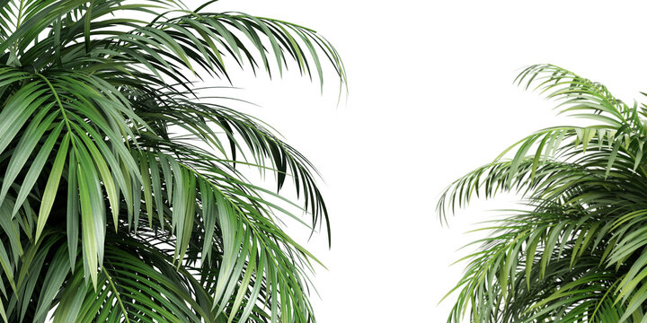 palm tree isolated on white