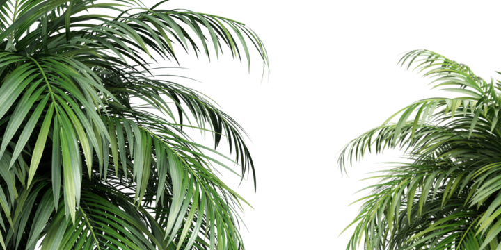 palm tree isolated on white