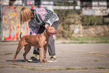 A beautiful young girl cynologist trains a pit bull terrier outdoors.