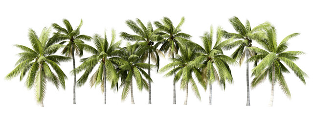 Fototapeta na wymiar Coconut tree isolated on white