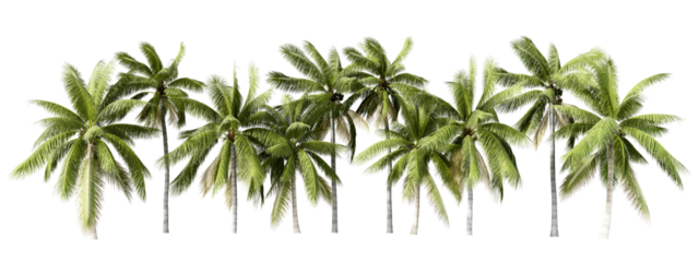 Coconut tree isolated on white