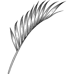 Hand drawn Palm Leaves Sketch Illustration