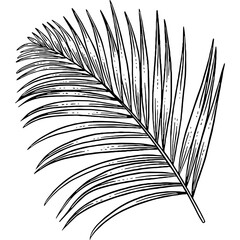Hand drawn Palm Leaves Sketch Illustration