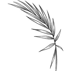 Hand drawn Palm Leaves Sketch Illustration