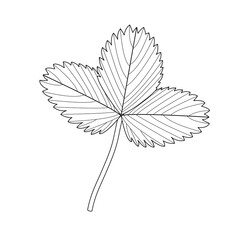 Strawberry leaf, an example of a compound leaf. Trifoliate. Black and white illustration.