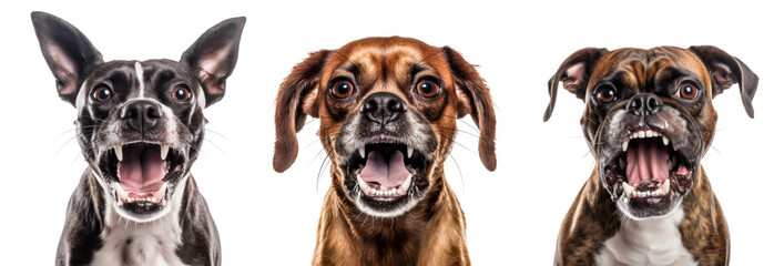 Angry Dog Set Isolated on Transparent Background - Generative AI
