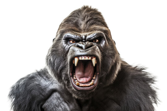 Angry Gorilla Isolated on Transparent Background - Generative AI

