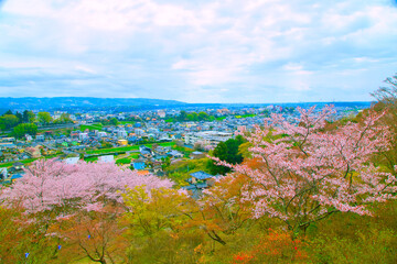 高台から眺める桜と街並み