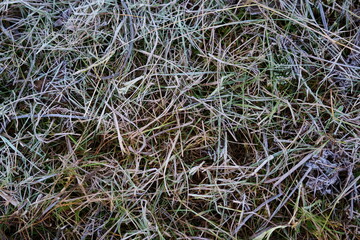 Frozen grass lawn at a Trout farm in the early morning hour as the first frost falls and the grass freezes over in the cold as winter sets in. showing the beautiful patterns and textures of nature