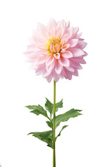 Pink dahlia isolated on transparent background,  pink flower. PNG component. Generative AI.