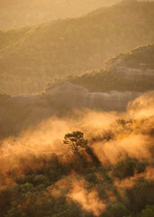 foggy lonely tree at sunrise