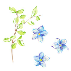 Spring blue flowers and leaves watercolor, forget me nots. Isolated clipart