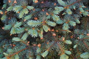 Green needles tree branches natural background tree, christmas background, Fir brunch close. Fluffy...
