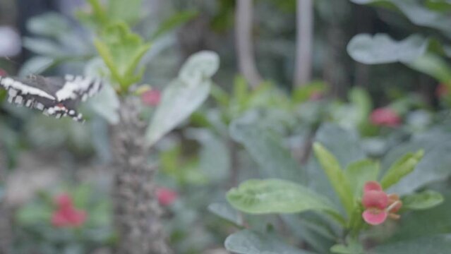slow motion di una bella farfalla mentre prende il volo dopo essersi nutrita di un fiore