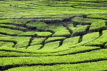 views of fresh green tea plantations that are neatly arranged