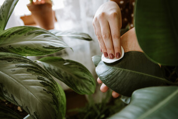 Woman hand wiping dust off  green leaves of ficus elastica (rubber plant). Cleaning indoor plants....