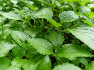 Green grass that spoils the eye