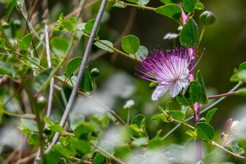 Caper Bush or Flinders Rose or Capparis spinosa delicate flowers close-up