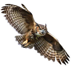 Tableaux ronds sur aluminium Dessins animés de hibou flying great horned owl isolated on white