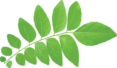 Fototapeta na wymiar green leaves isolated on white