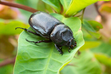 Dark brown beetle, large beetle  Shiny black wings are pests of palm and coconut palms. ...